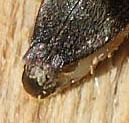 Cerambicide da identificare: Anaglyptus gibbosus